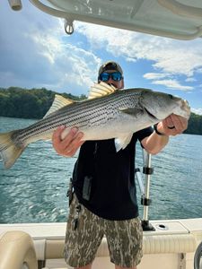 Striped bass caught while fishing in GA