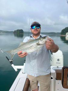 Reel Joy: Lanier's Striper Safari 