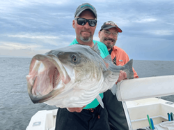 Striped Bass in Cape Cod