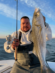 Large striped bass caught fishing in Carteret