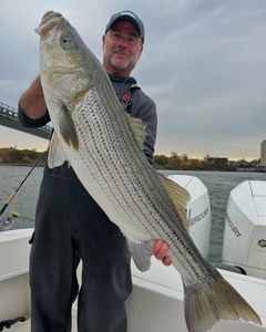 Striped bass caught in Carteret