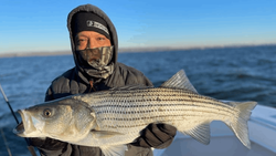 Striped bass caught by angler in NJ