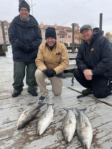 3 striped bass fish caught fishing in New Jersey