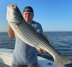 Striped Bass in Cape Cod