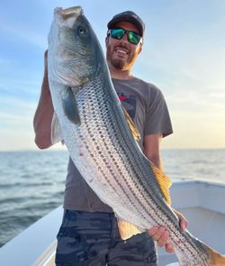 Cape Cod Striped Bass