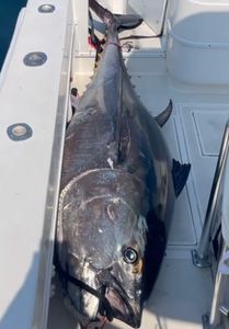 Giant Bluefin Tuna