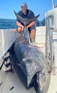 Giant Bluefin Tuna