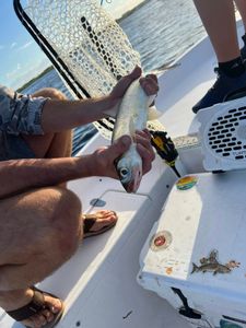 Angler fishing in FL