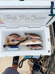 Five mangrove red snapper, Atlantic croaker, and grey snapper fish caught in FL