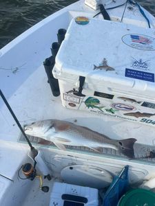 Redfish caught while fishing in FL