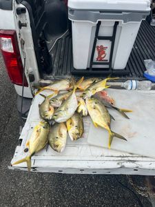 Six crevalle jacks caught fishing in New Smyrna Beach