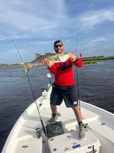 Snook fish caught in New Smyrna Beach, Florida during cruises and fishing