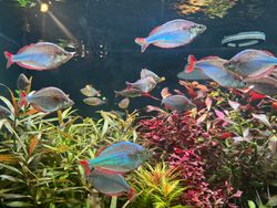 Five fish caught in a scenic South Carolina location during a fishing, hunting, and snow sports trip.