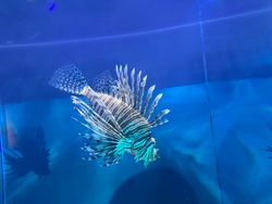 Stunning red lionfish in Florence
