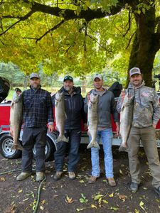 Amazing Salmon Fish in Rivers
