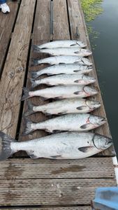 Five coho and chinook salmon in a fishing scene in Oregon