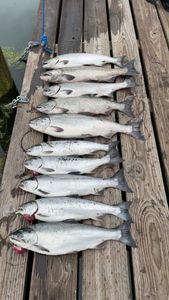Seven Coho and Chinook Salmon caught while fishing in OR