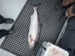 Chinook Salmon caught while fishing in OR