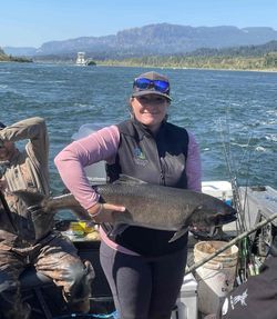 Chinook salmon catch displayed on fishing boat in Portland OR