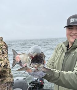 Large fish with open mouth being held on fishing boat in Portland OR waters