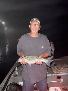 Striped bass catch displayed on fishing boat at night in Forest Inn PA