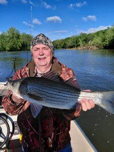Striped bass caught while fishing in Forest Inn PA