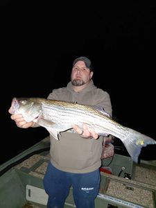 Striped bass caught during night fishing trip in Forest Inn PA