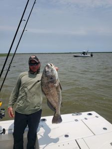 Black drum catch on fishing boat in Gulf Shores AL waters