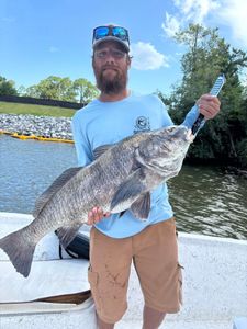 Black drum catch displayed on boat in Gulf Shores AL