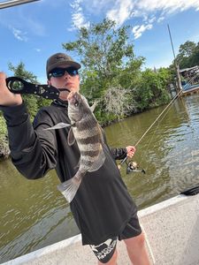 Black drum fish caught while fishing in Gulf Shores AL