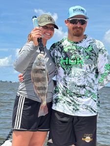 Black drum fish catch in Gulf Shores AL