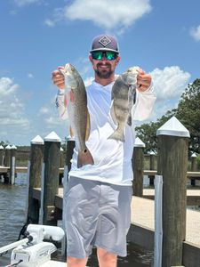 Gulf Shores Alabama fishing trip displaying caught redfish and black drum at marina dock