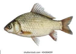 A beautiful fishing trip in Tampa, Florida