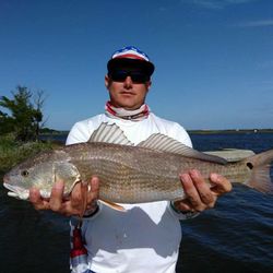 Redfish caught in FL, 31 inches