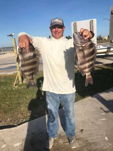 Two sheepshead fish caught in Jacksonville, Florida