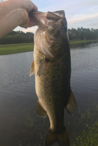 Largemouth Bass caught while fishing in Jacksonville