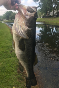 Fishing in Jacksonville, the best spot