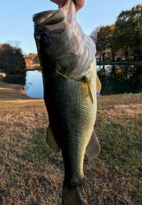 Largemouth bass caught in Jacksonville
