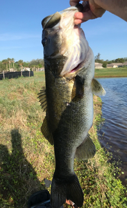 Largemouth bass caught while fishing in FL