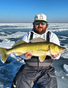 A single pike-perch, a 24-inch fish caught while fishing in Saskatchewan.