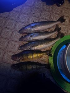Four fish caught in the waters of Saskatchewan