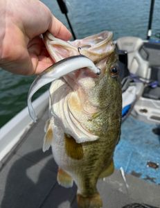 Fish-Species