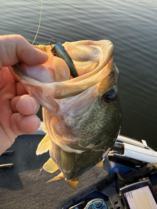 Nice bass on light tackle! Clear conditions made for an exciting day on the water.