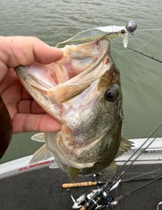 Best great fishing in TX