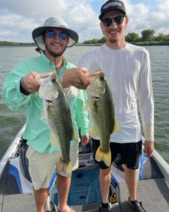 Two large largemouth bass caught in Lago Vista