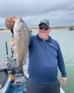 Black Drum fish caught fishing in TX