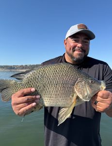 Image of a blue tilapia fish measuring 424 inches, caught by 2 people fishing in TX