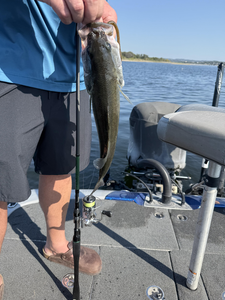 Great catch using light tackle fly fishing! Clear skies made for perfect conditions on the water.