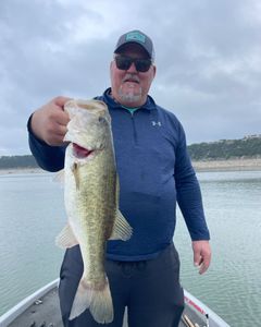 Lake Travis largemouth bass