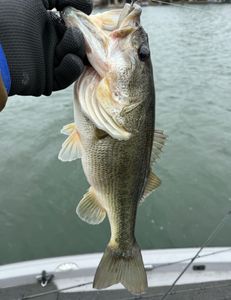One fisherman enjoying the great outdoors in TX
